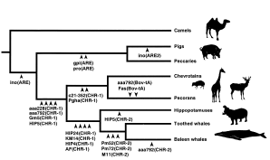 cladogram implied by whale-cow SINEs and LINEs