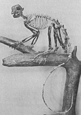 lemur-like skeleton